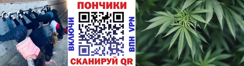 как найти Петровск Шишки марихуана THC 21%